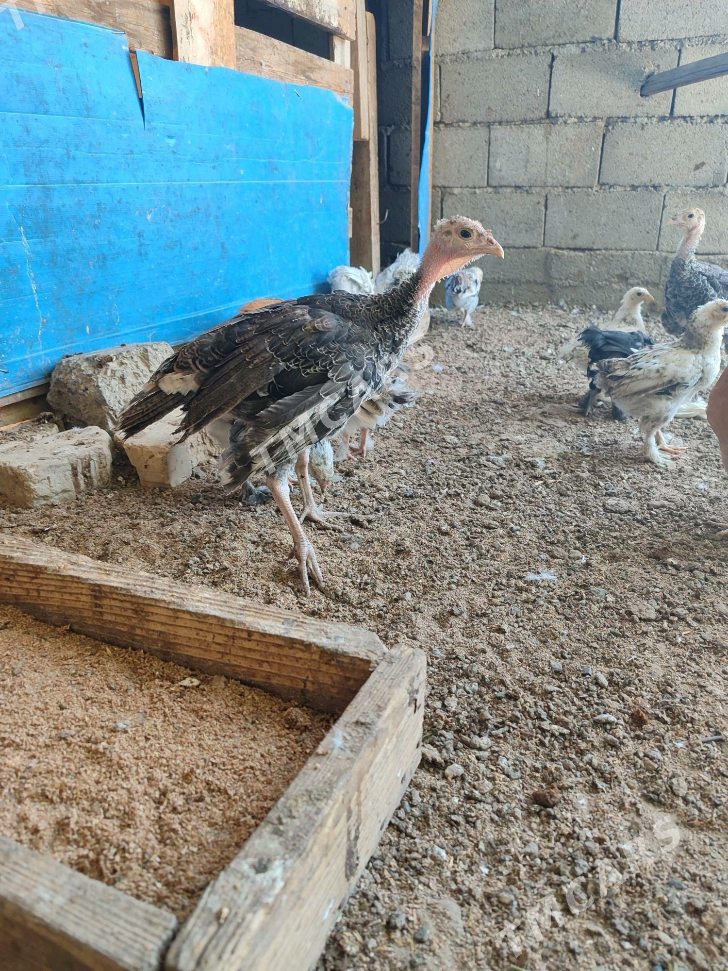 induk juyje - Aşgabat - img 2