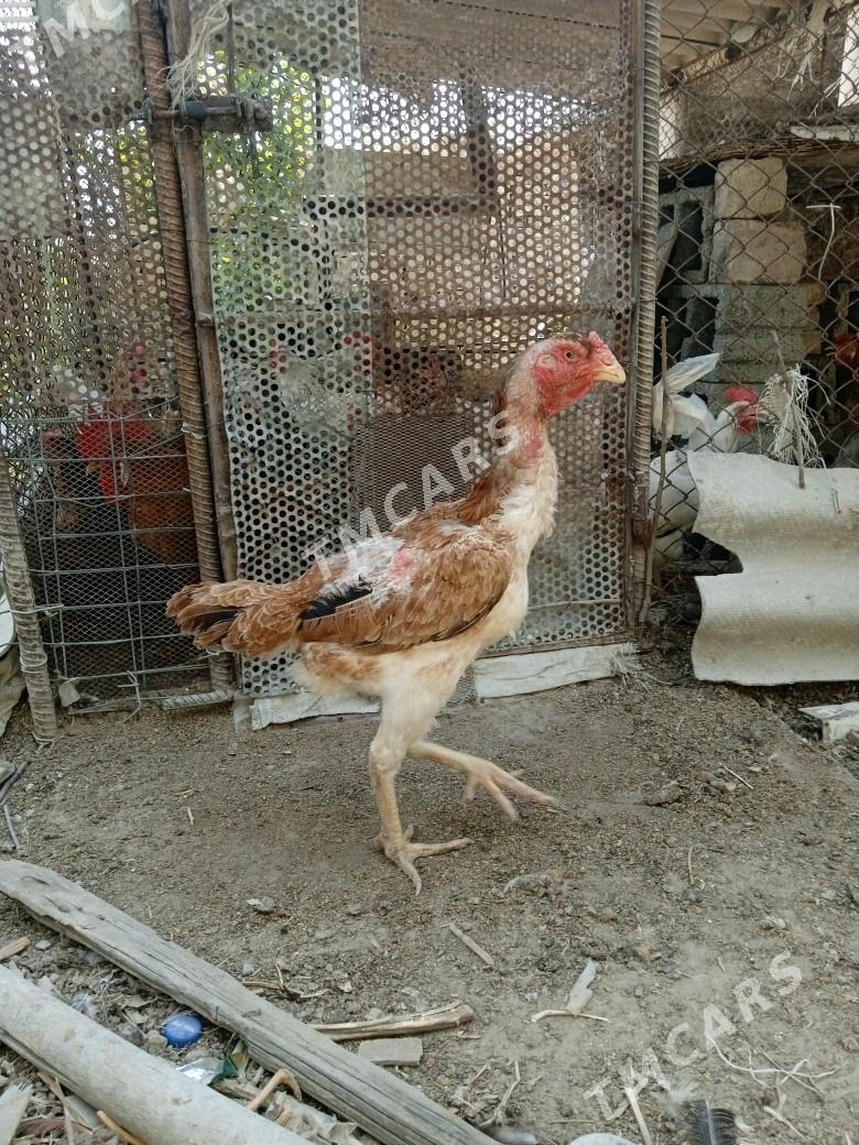 Taşkent mäki - Büzmeýin - img 2