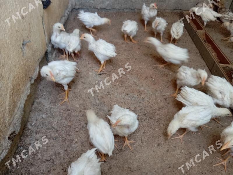 juije bir ýarym aýlyk - Çoganly - img 2