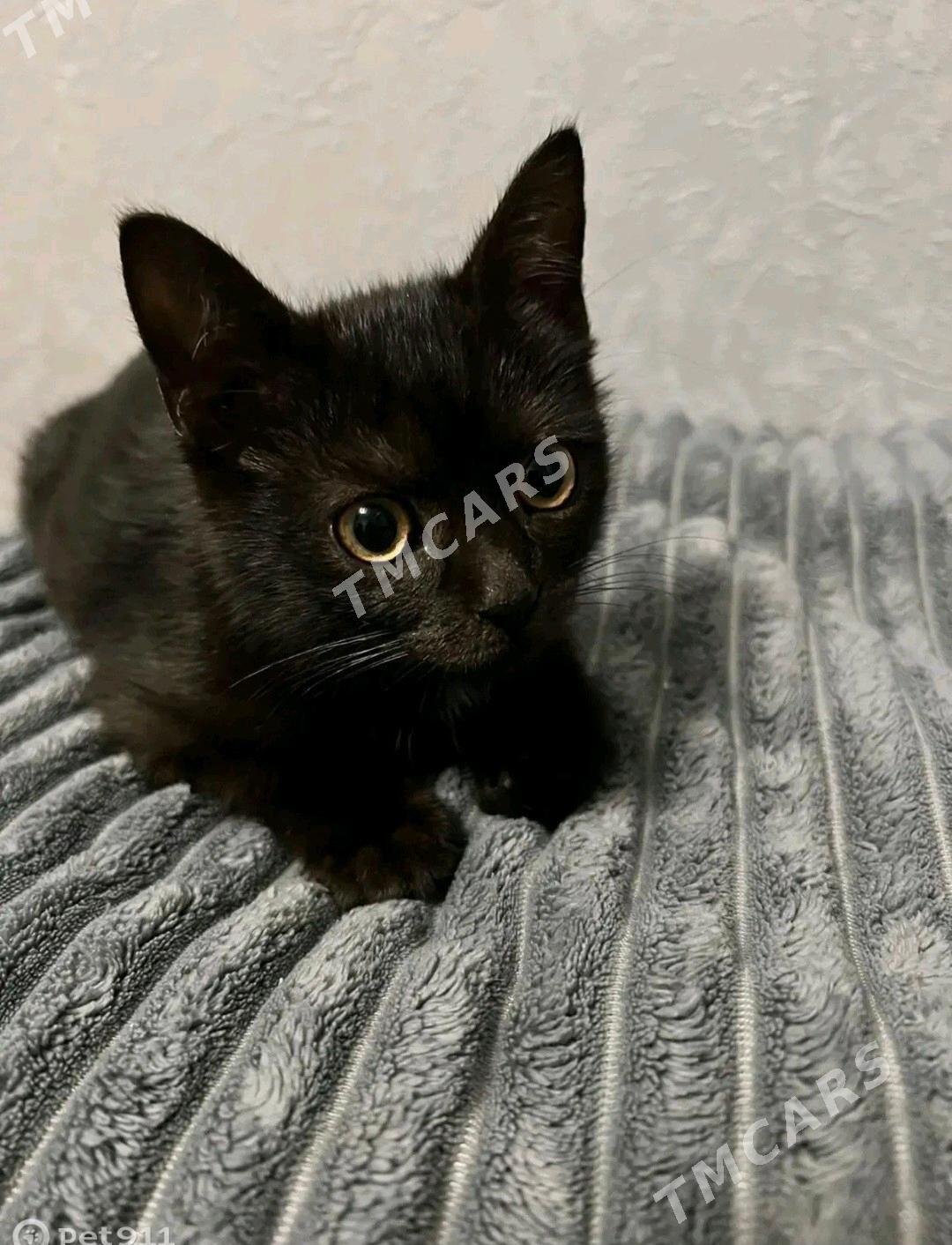 КОТЁНОК МАЛЬЧИК - Mary - img 1