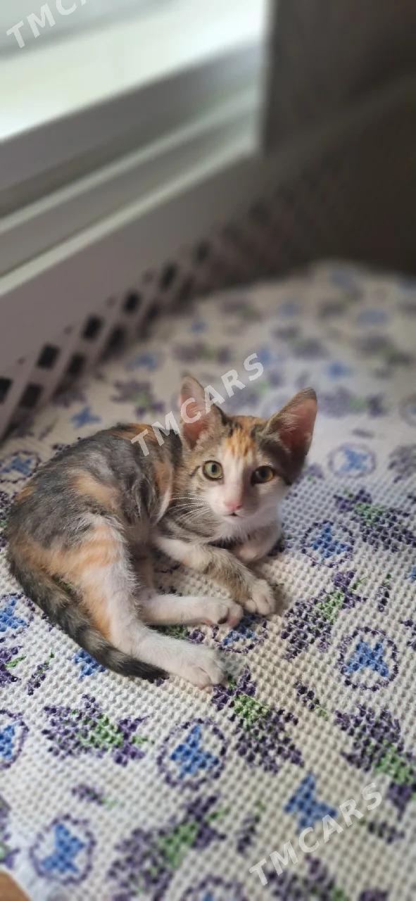 Котенок - Aşgabat - img 2