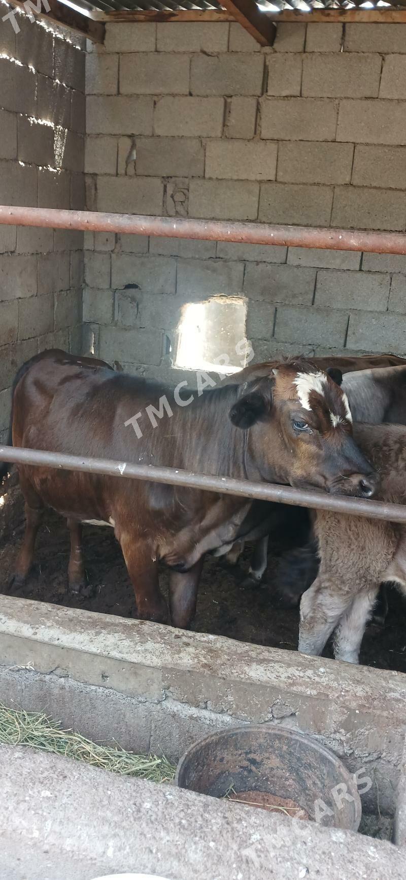 Gybryt  tüwe - Чоганлы - img 2