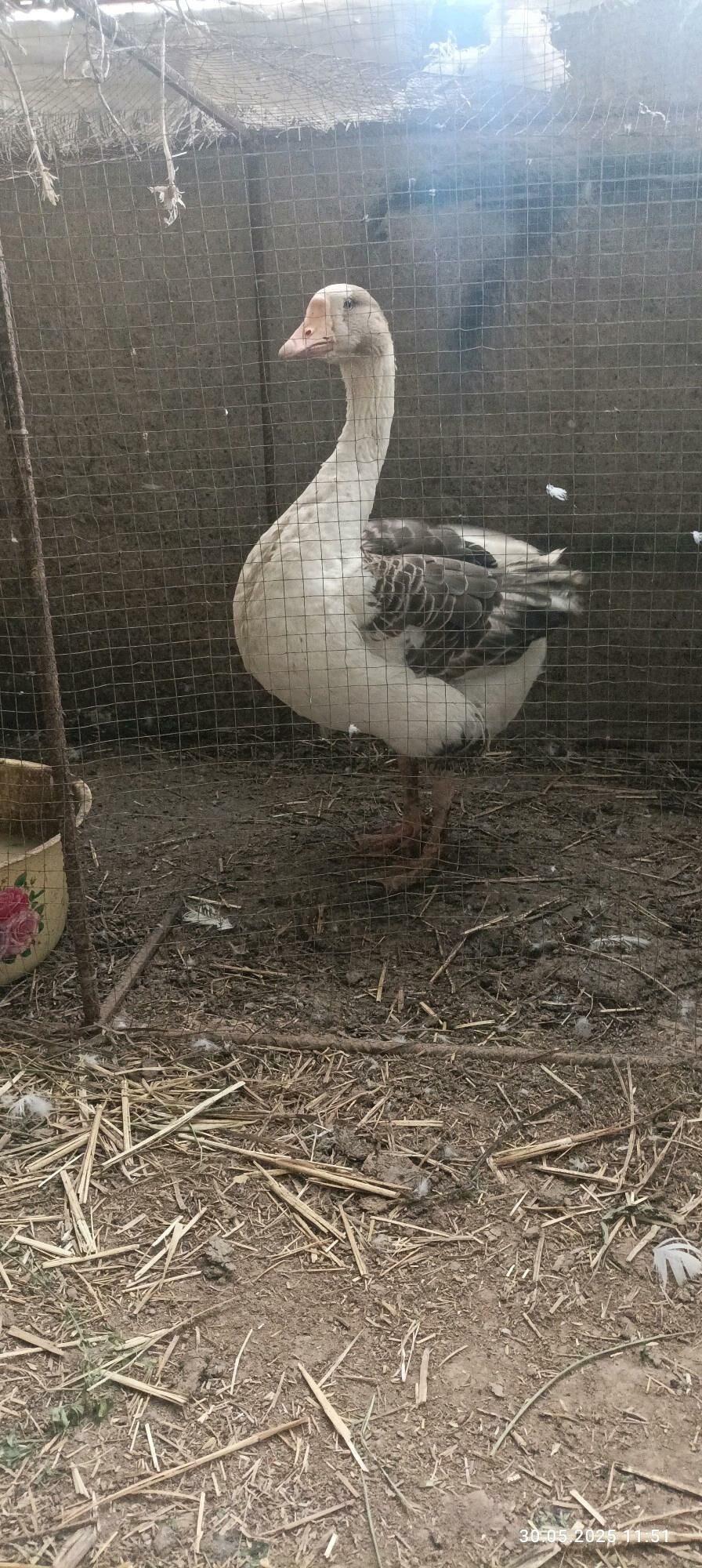 guş - Gyzylarbat - img 2