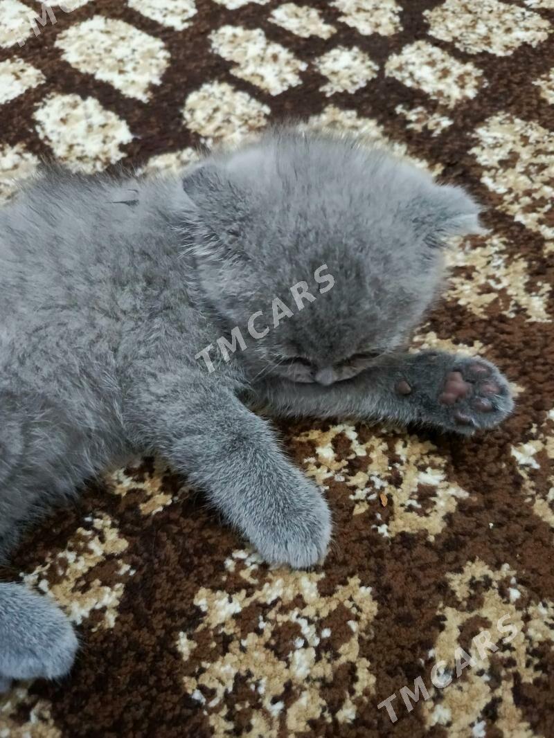 шотландский вислоухий котенок - Балканабат - img 2