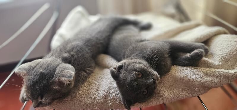Шотландские Котята - Ашхабад - img 7