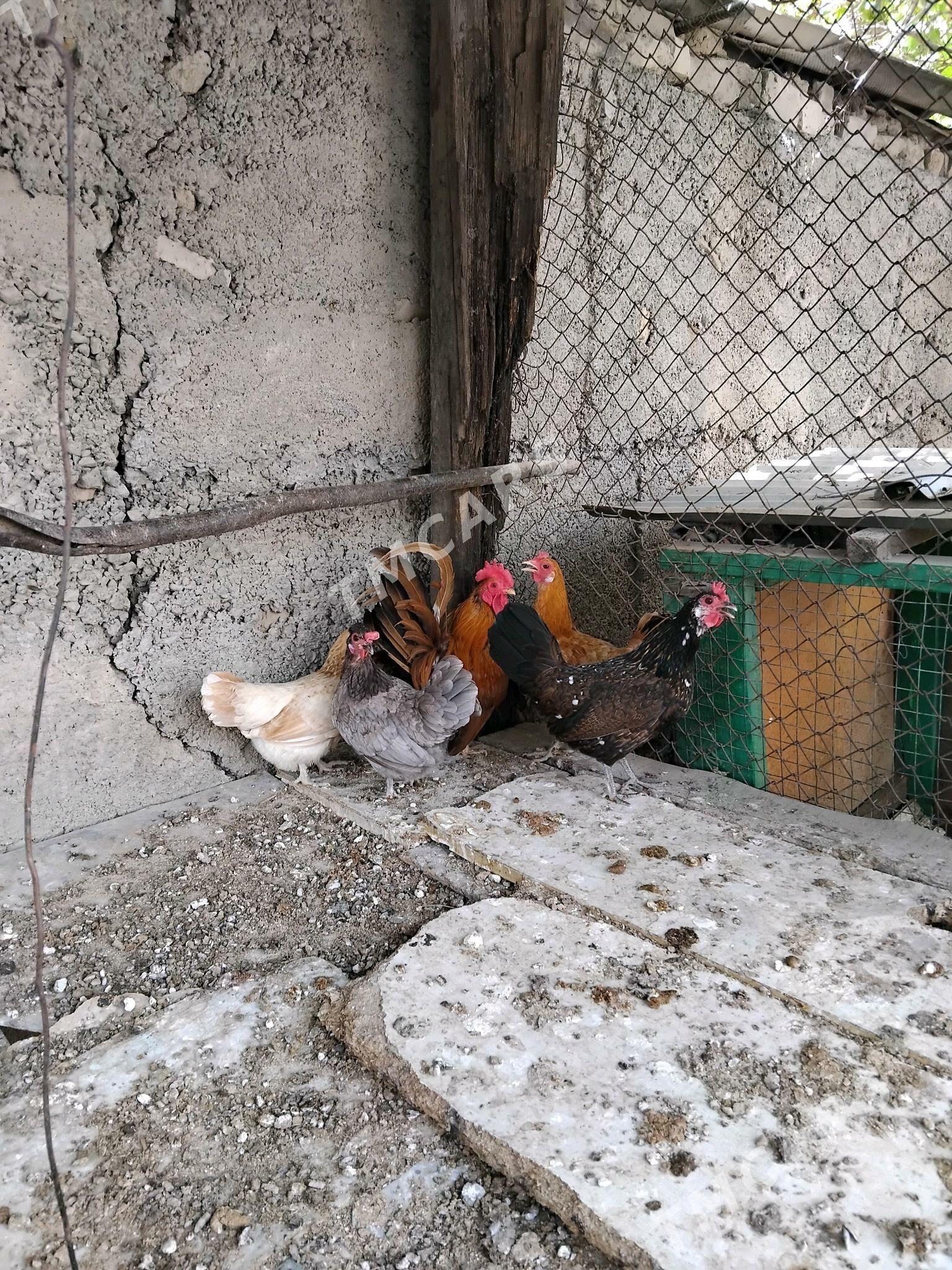 Karlik - Aşgabat - img 2