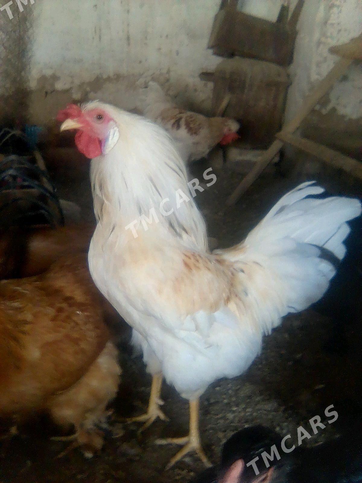 horaz - Mary - img 2