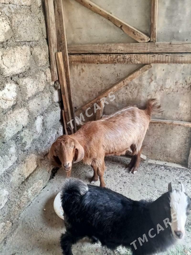Geçi - Änew - img 2