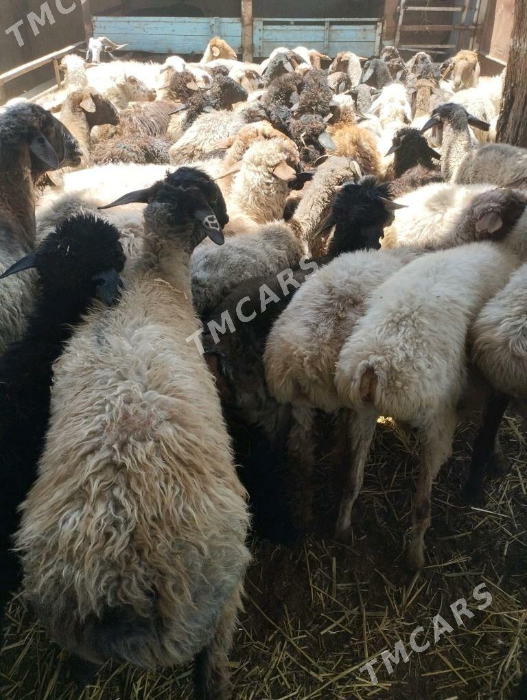 Semiz Goyun Geci - Aşgabat - img 2