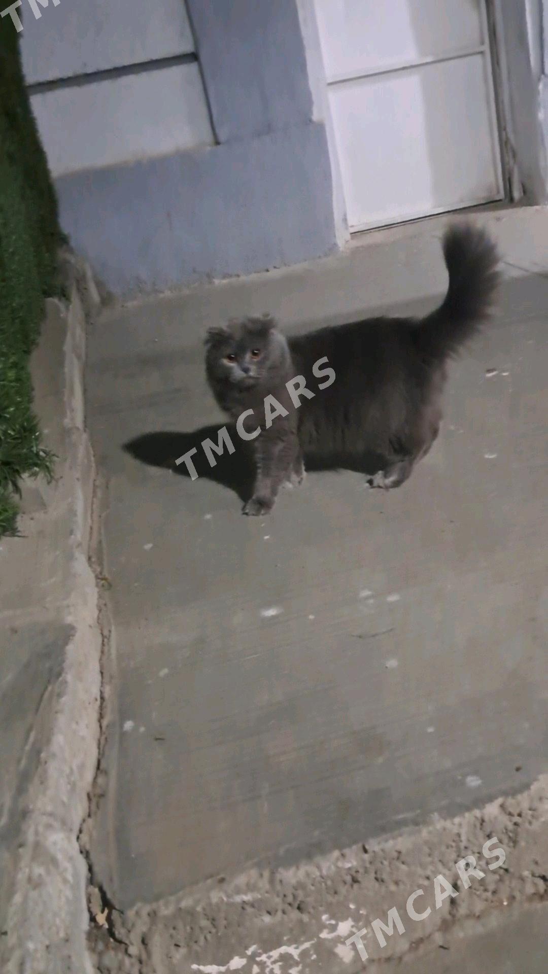 pişik bar - Ашхабад - img 2
