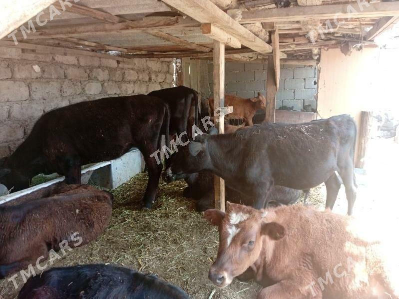öküzçe tüwe öküz göle - Ашхабад - img 7