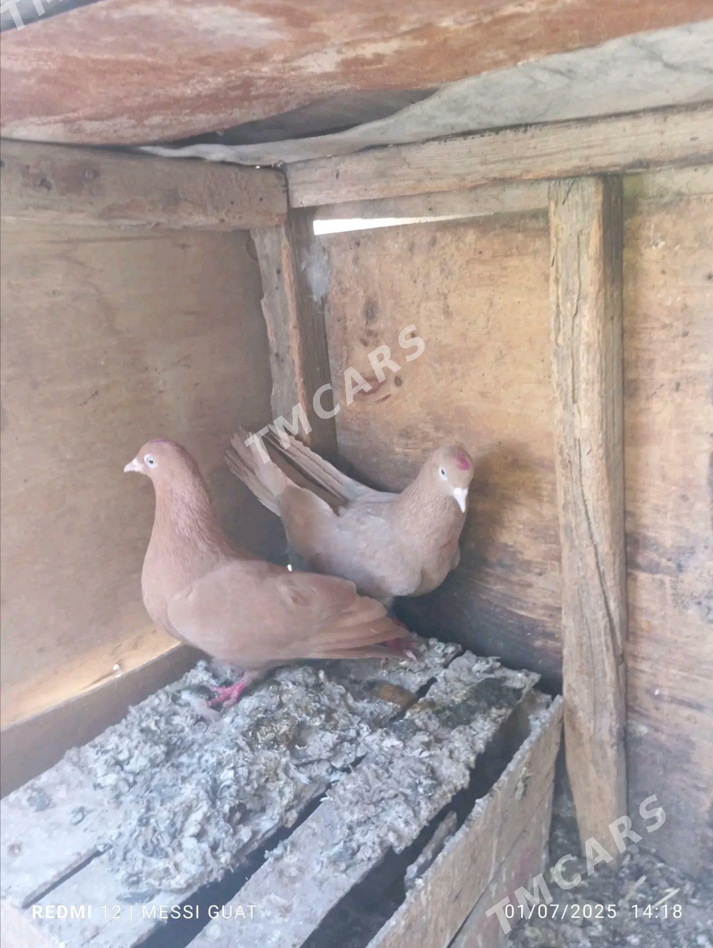 kepderi - Mary - img 3