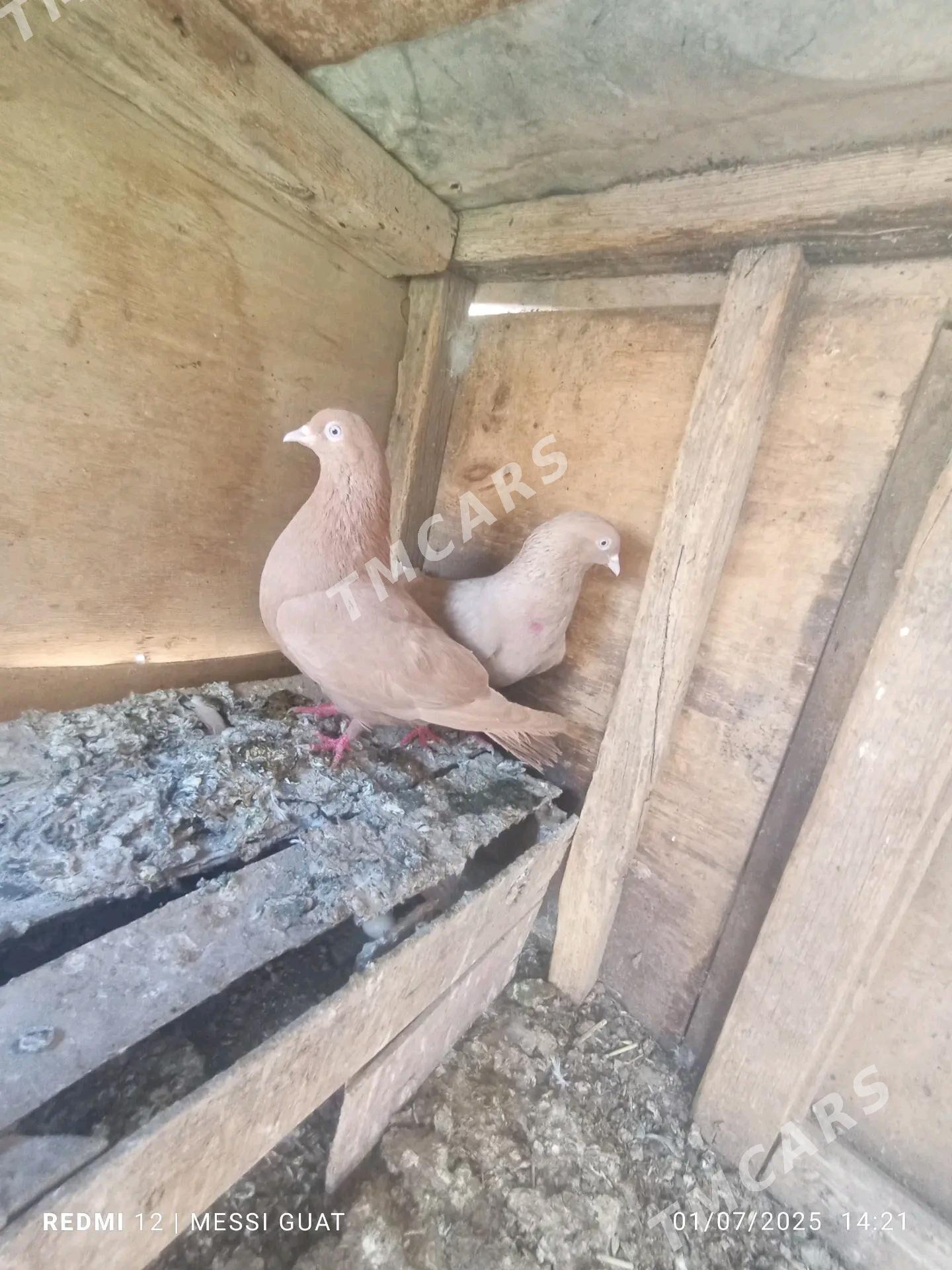kepderi - Mary - img 2