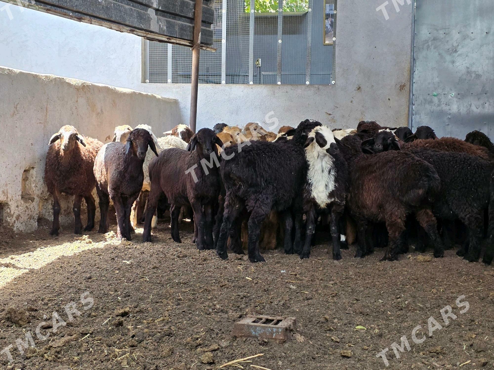 Gisar toklilar - Köşi - img 4
