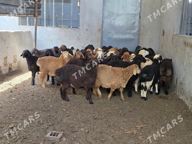 Gisar toklilar - Köşi - img 2
