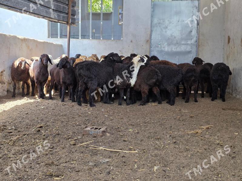 Gisar toklilar - Köşi - img 3