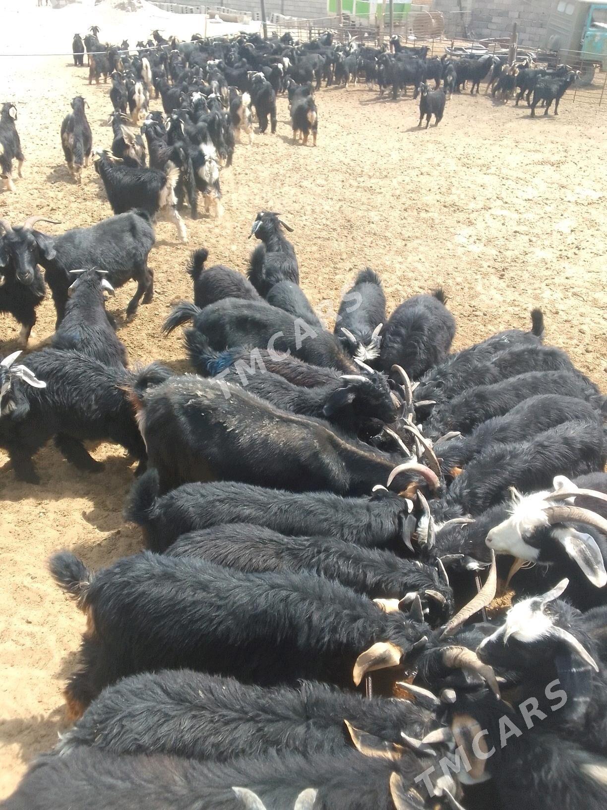 Geçi çewiş - Gökdepe - img 2