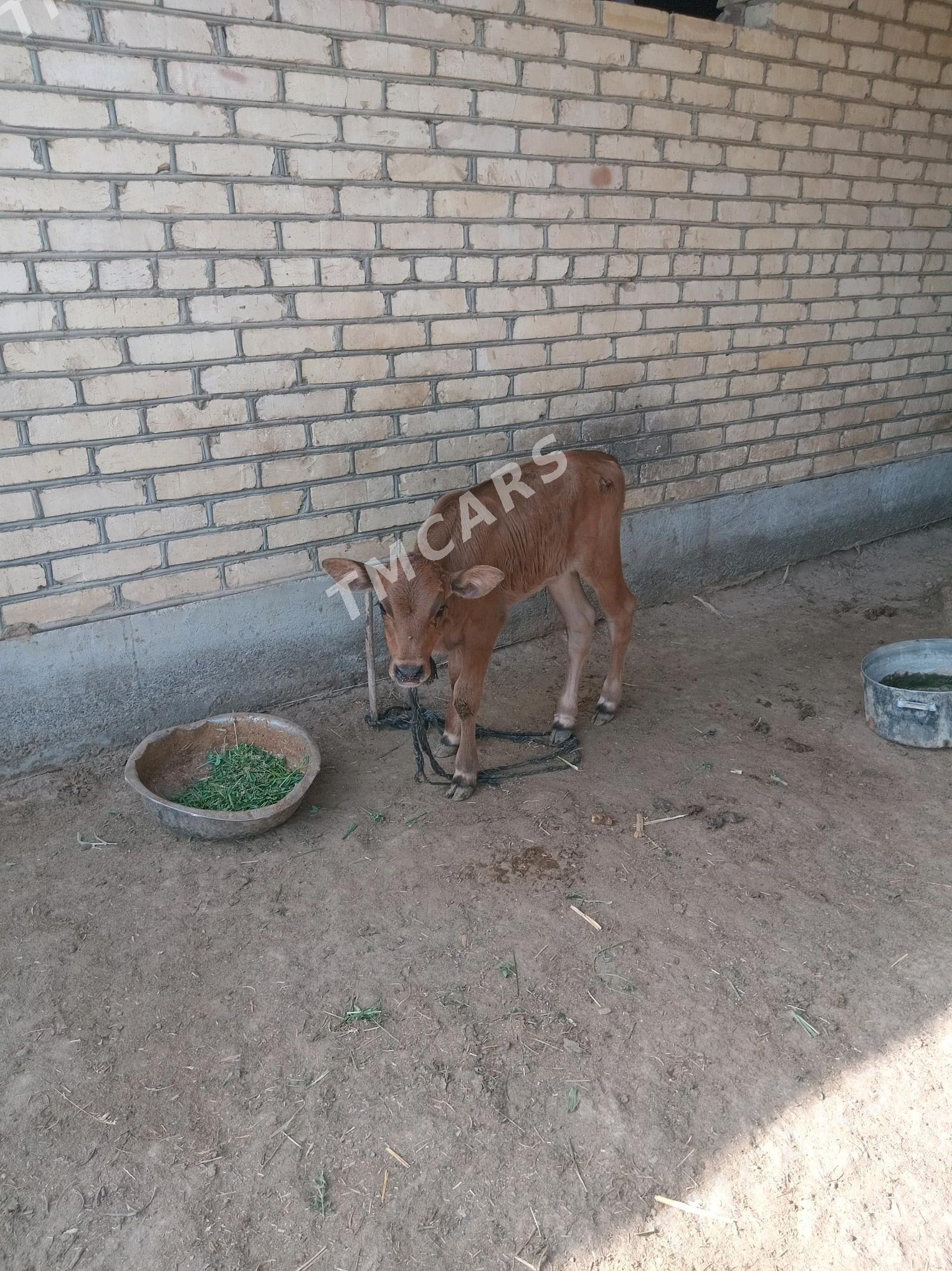 goleli sygyr - Wekilbazar - img 2