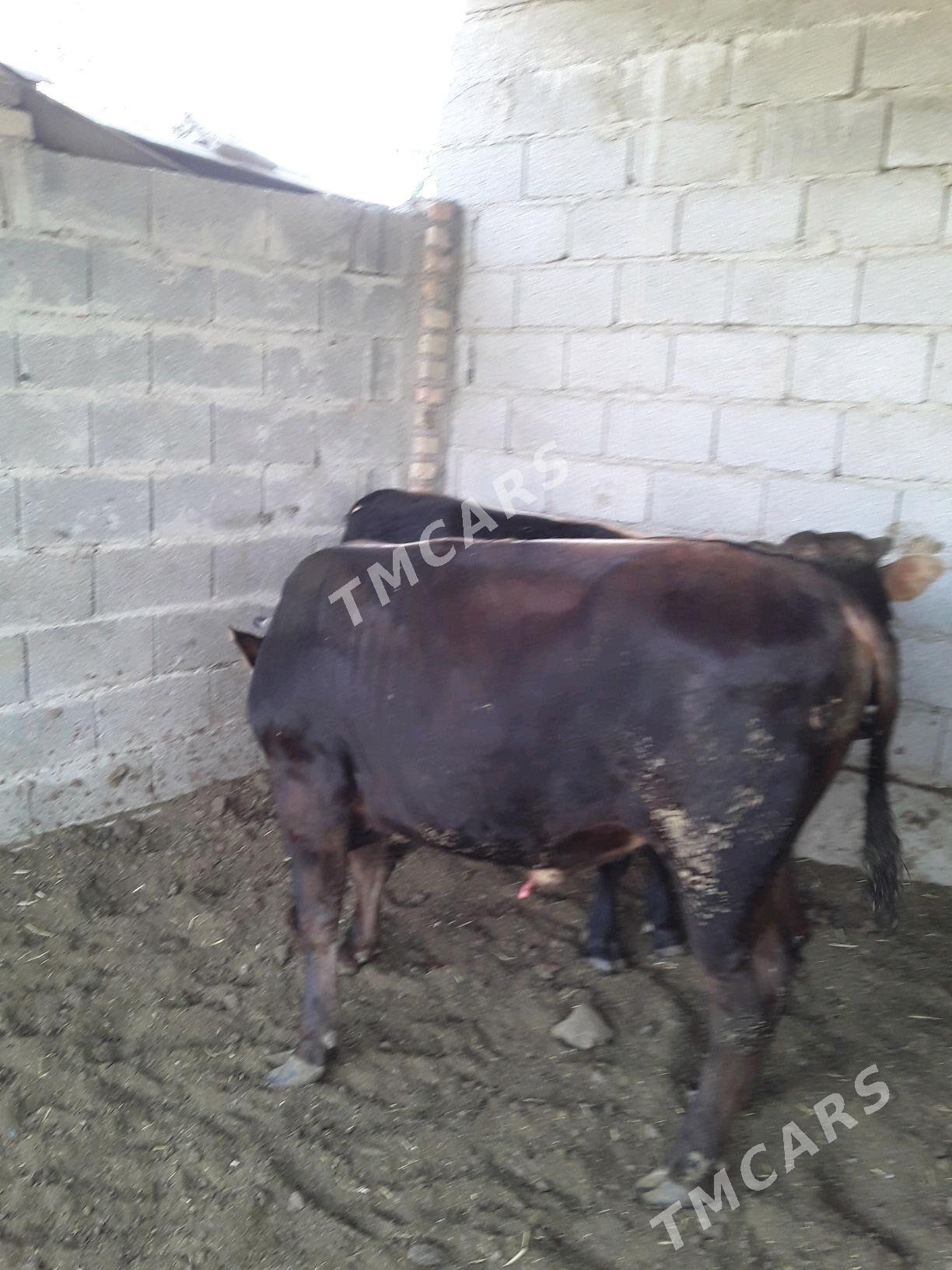 BAKYLAN   ÖKÜZ - Bäherden - img 3