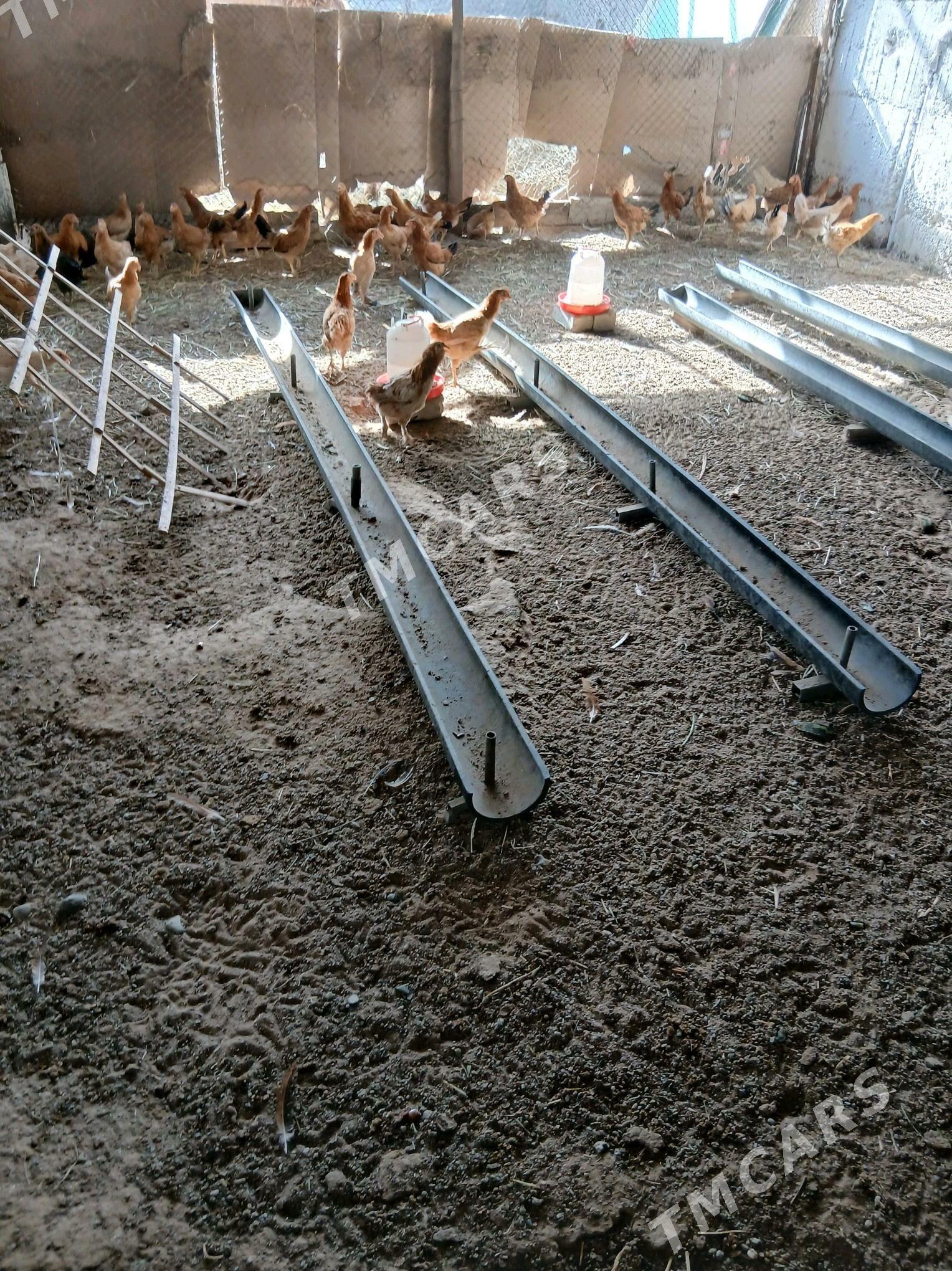 towuk - Gökdepe - img 3