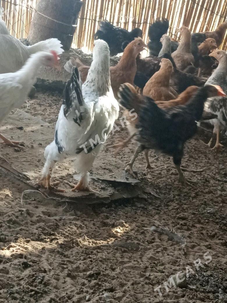 Towuk jüyje - Ak bugdaý etraby - img 1