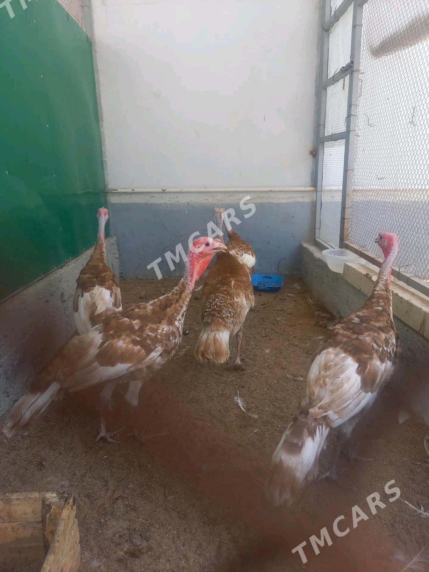induk owgan paroda - Aşgabat - img 2