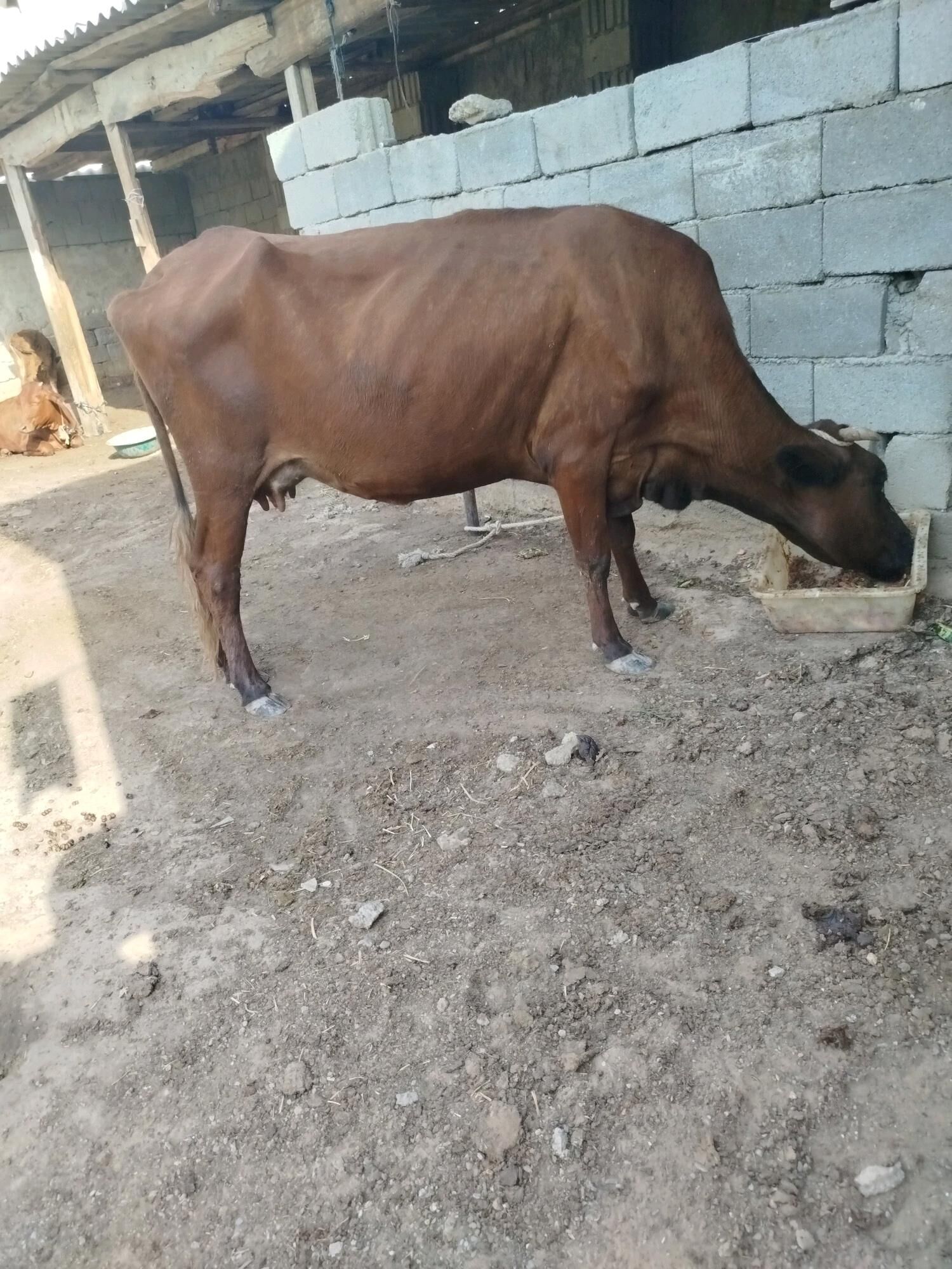 goleli sygyr - Garadamak Şor - img 2