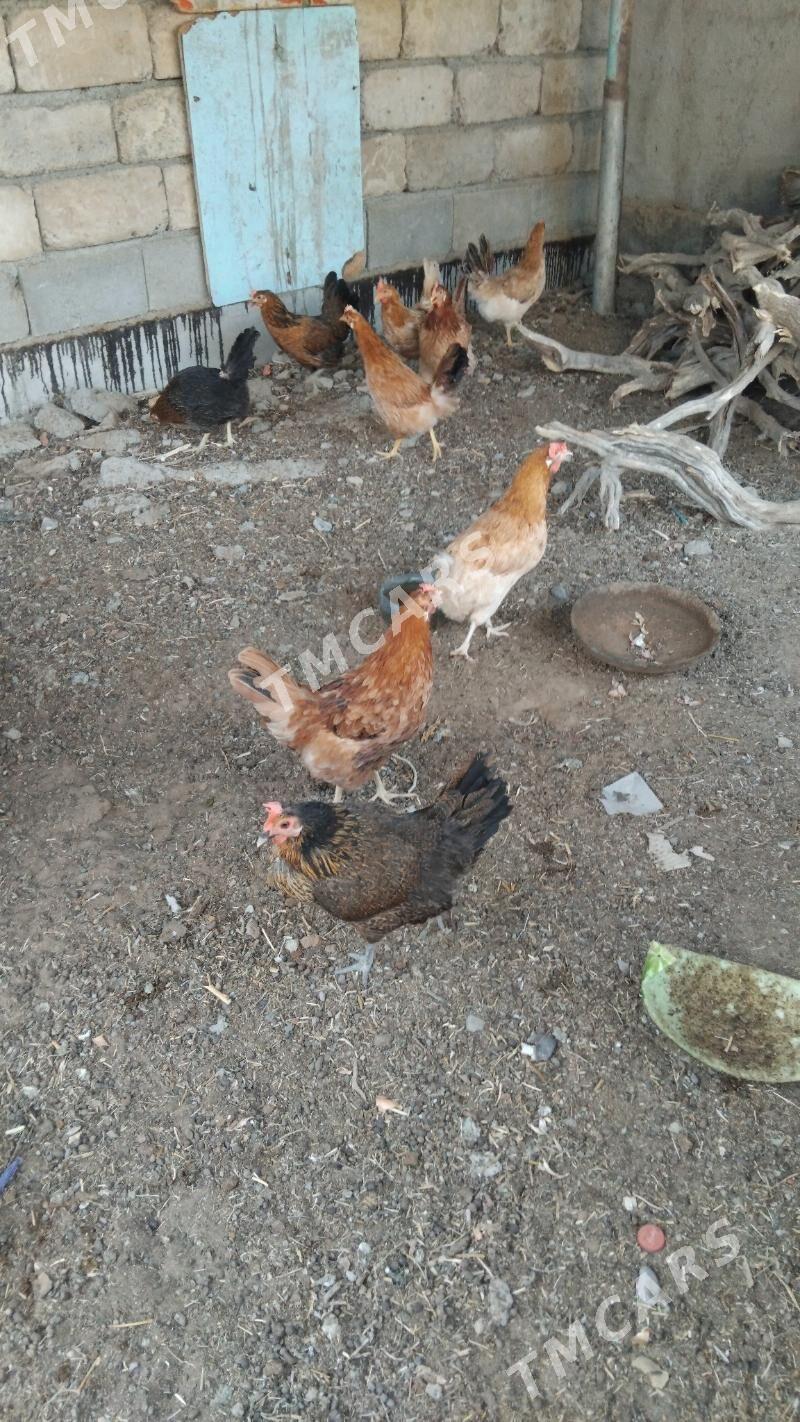 towuk - Çoganly - img 3