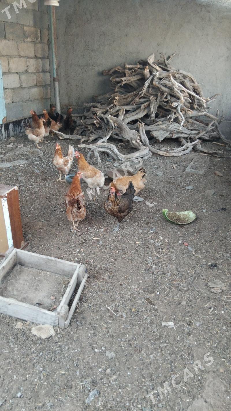 towuk - Çoganly - img 2