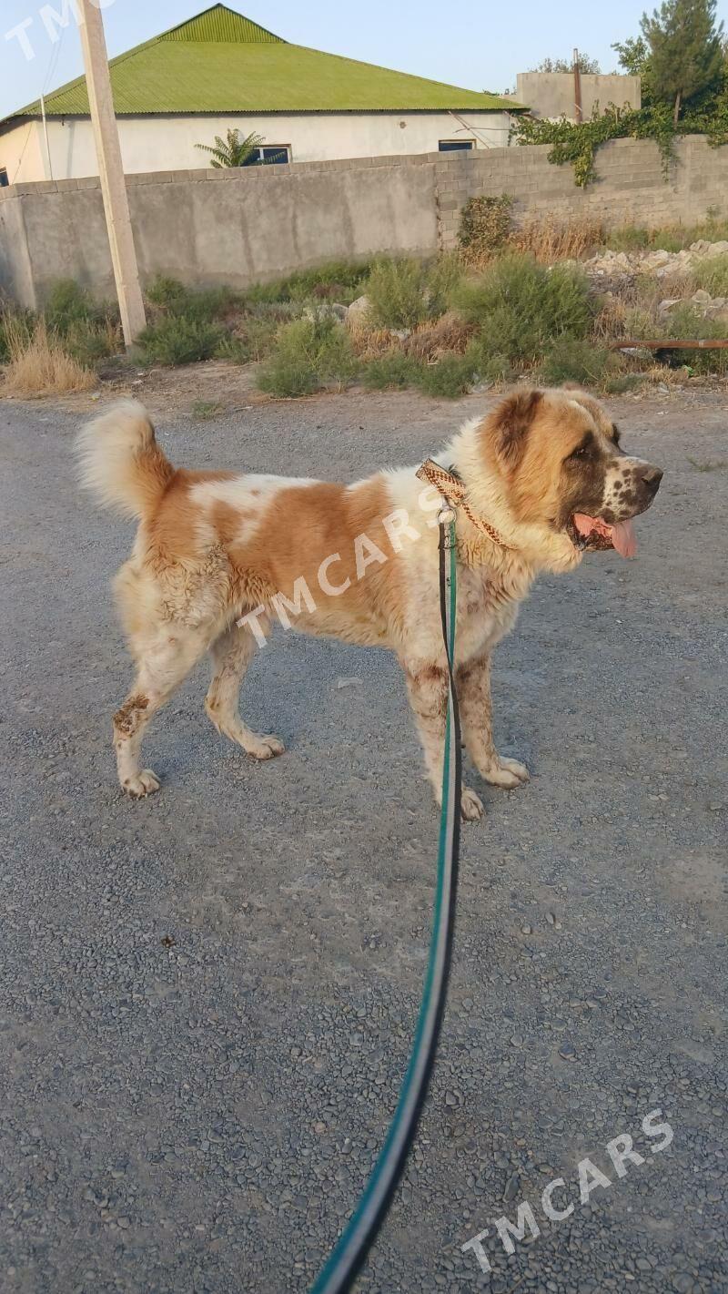 Ady pelen̈ - Bagyr - img 2