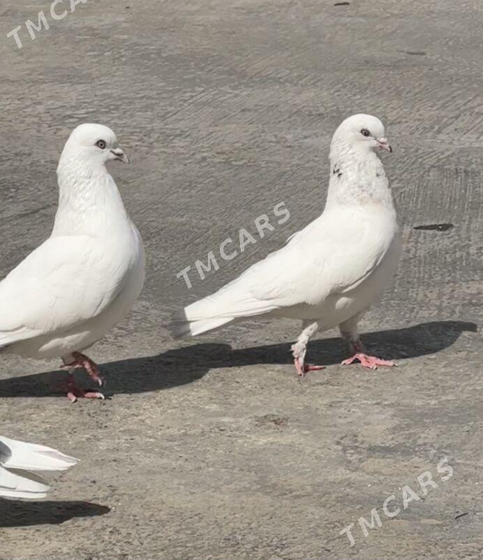 kepderi - 9 mkr - img 9
