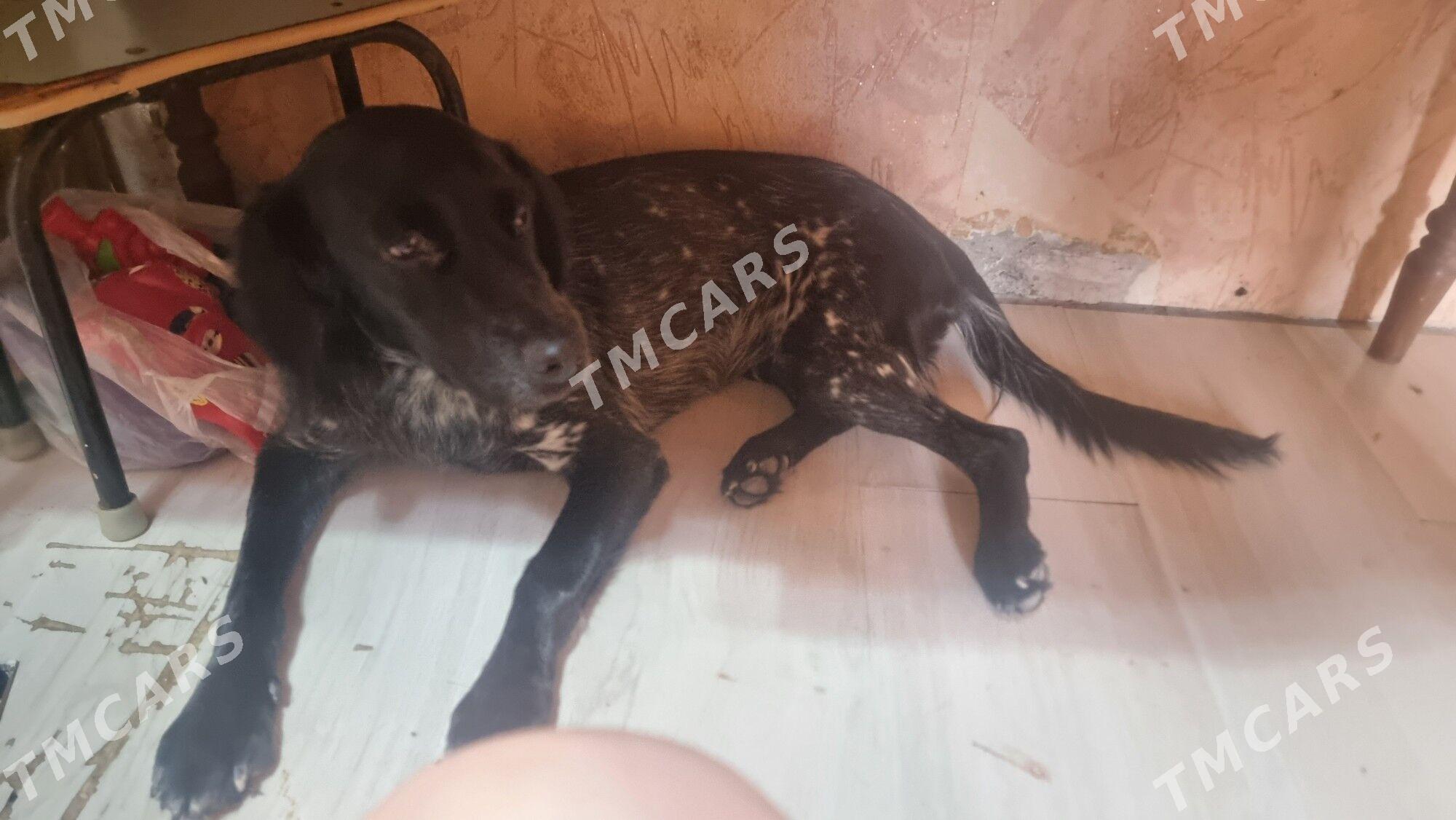 Собака - Бузмеин ГРЭС - img 2