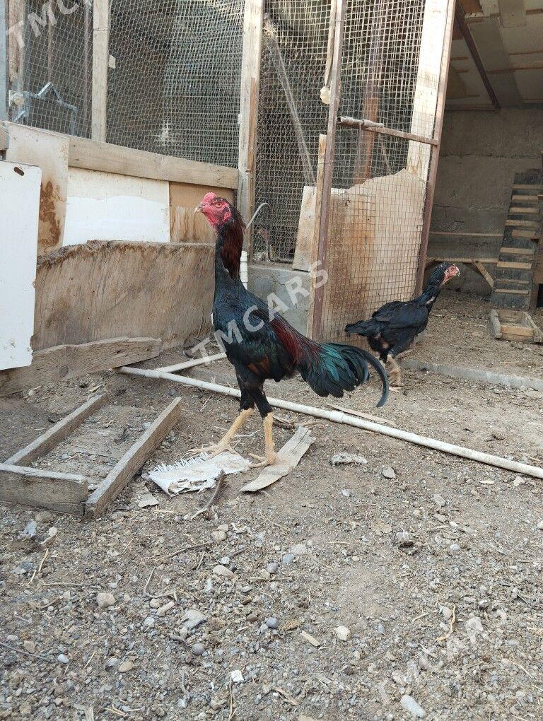 taşkent horaz - Ашхабад - img 5