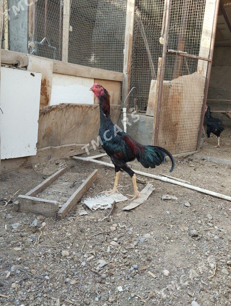 taşkent horaz - Ашхабад - img 6