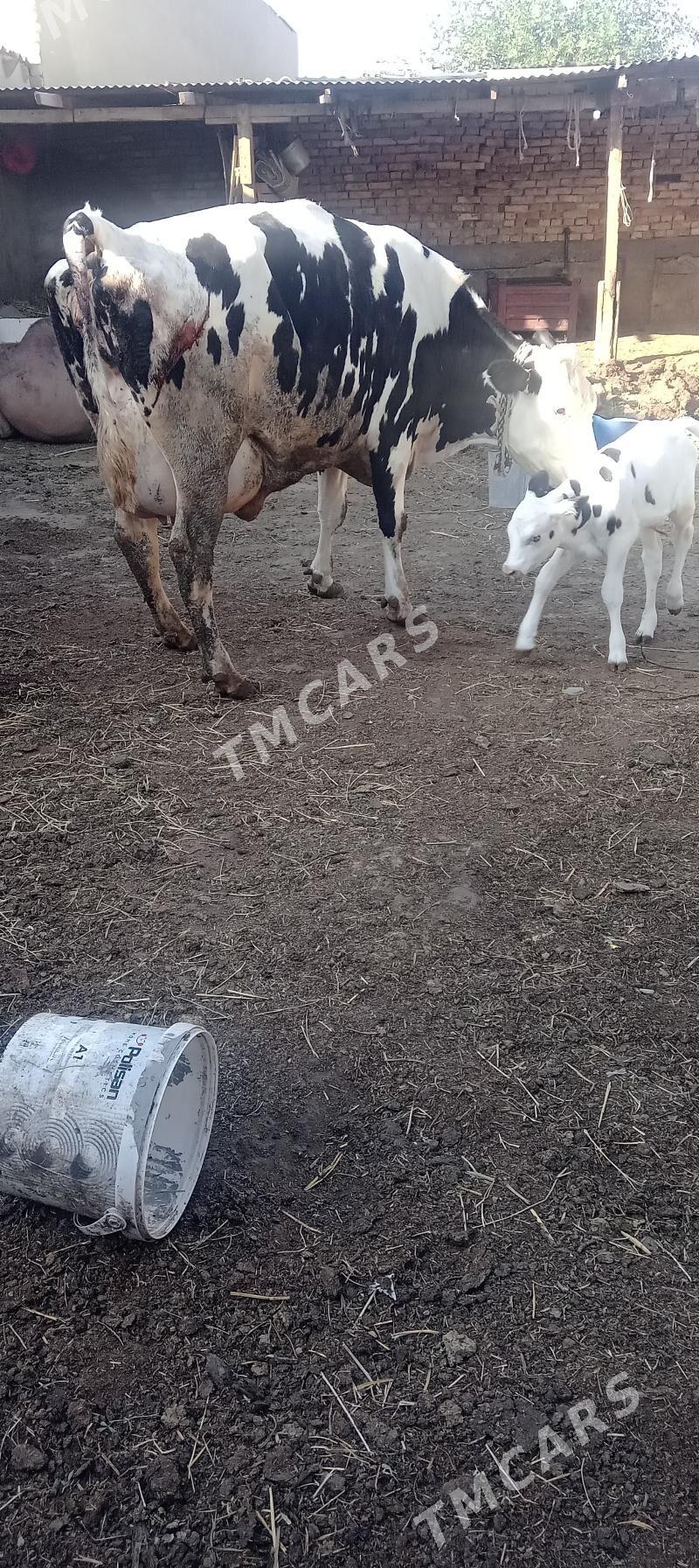 Golşteÿin goleli sygyr - Çoganly - img 3