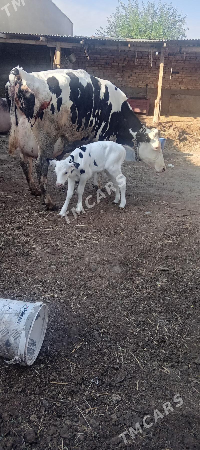 Golşteÿin goleli sygyr - Çoganly - img 2