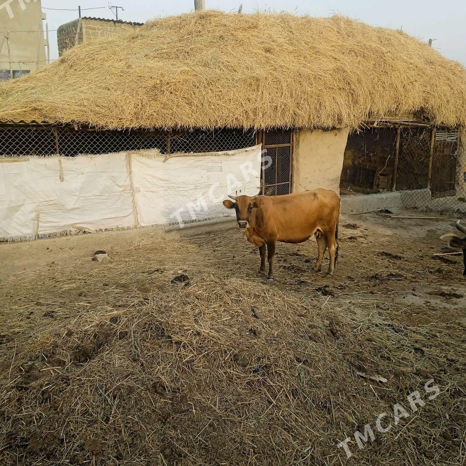sygyr - Magtymguly - img 2