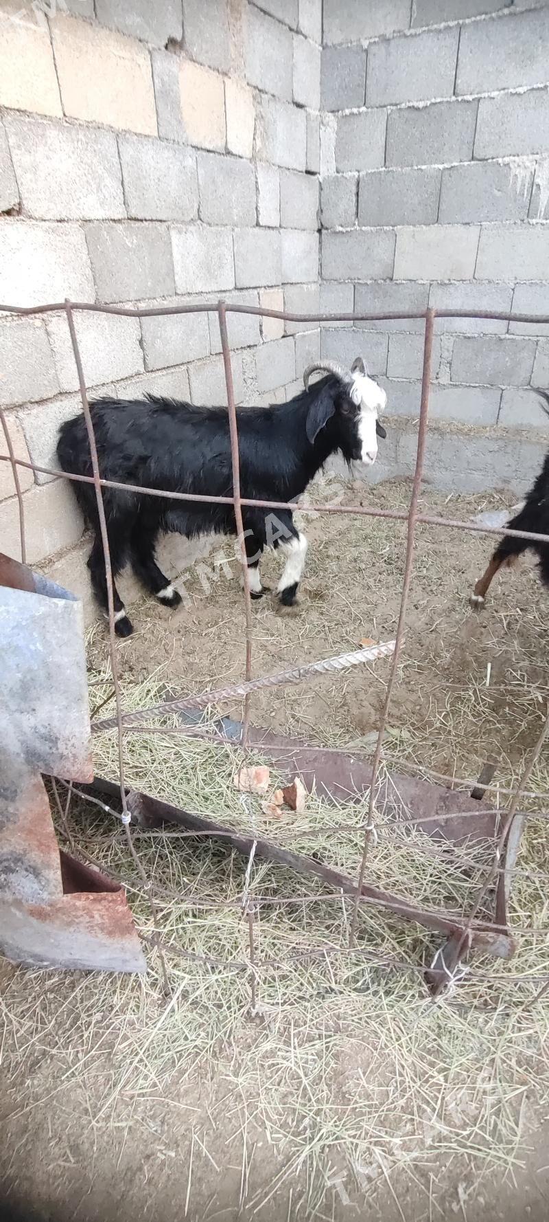 Geci erkec - Gökdepe - img 2