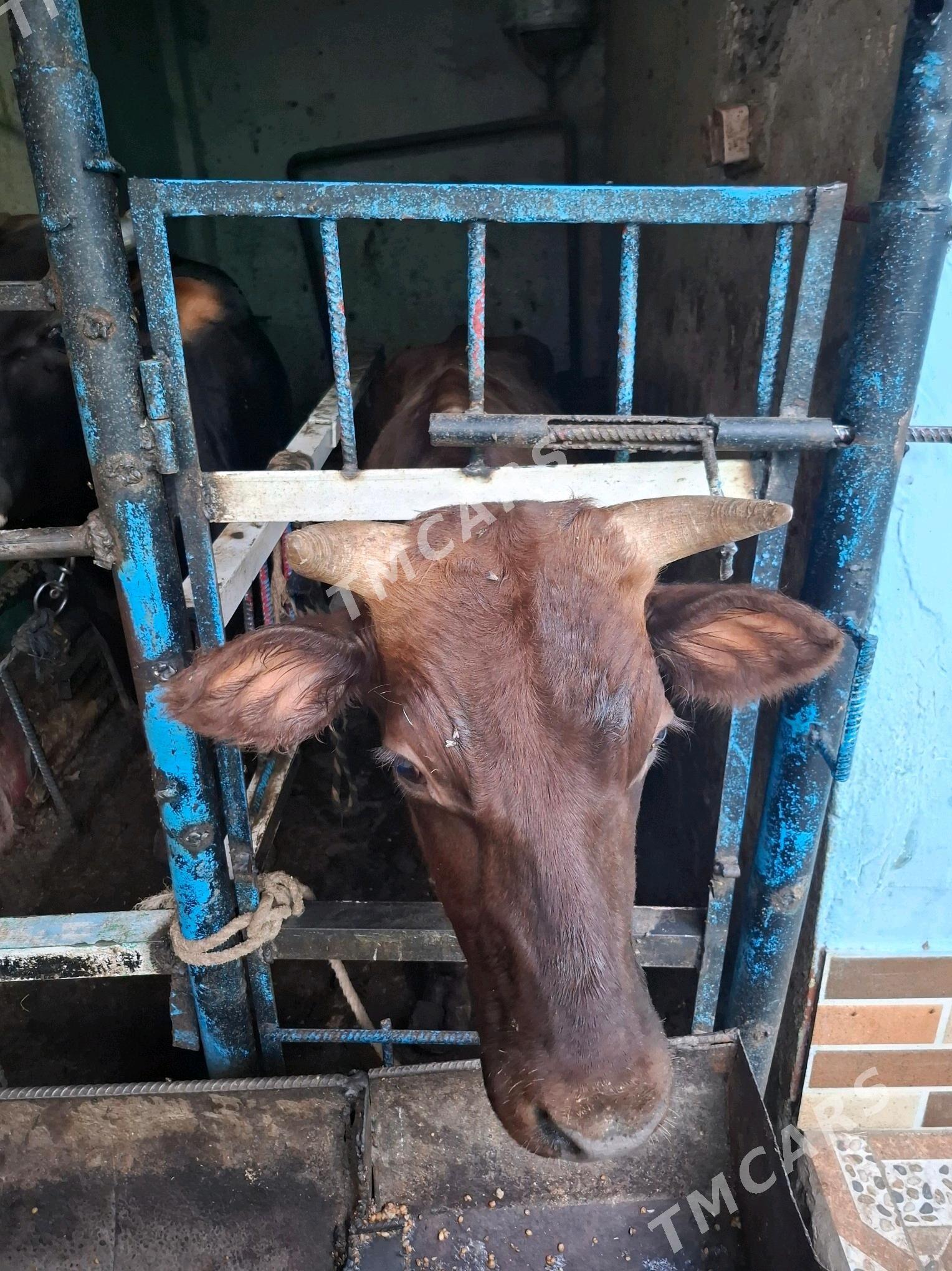 Göle - Hitrowka - img 2