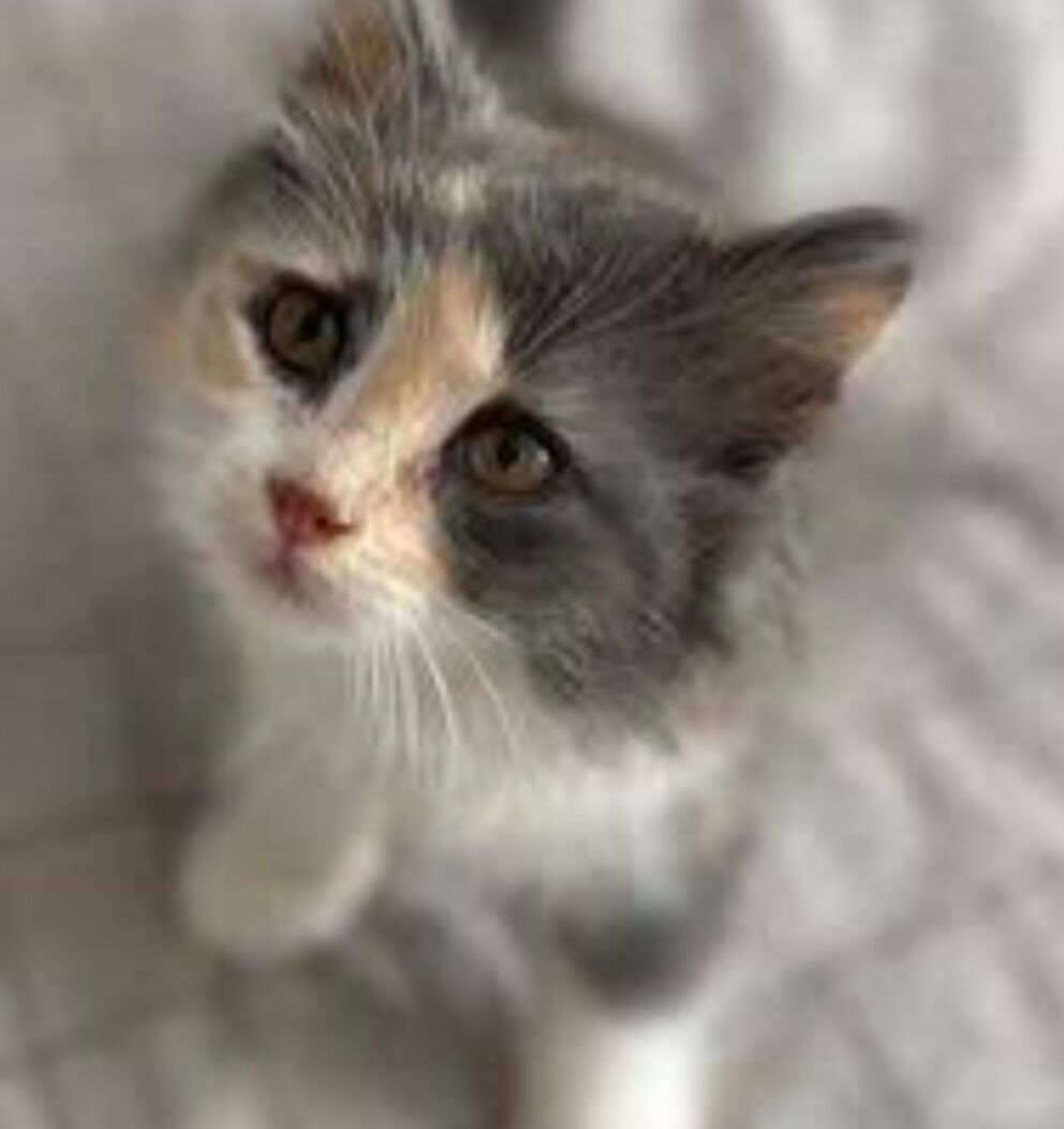 pişik кошка - 10 mkr - img 2