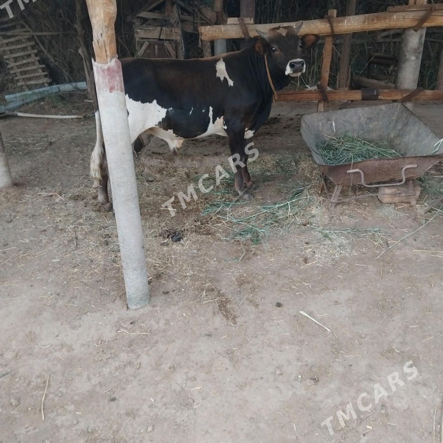 öküz - Babadaýhan - img 2