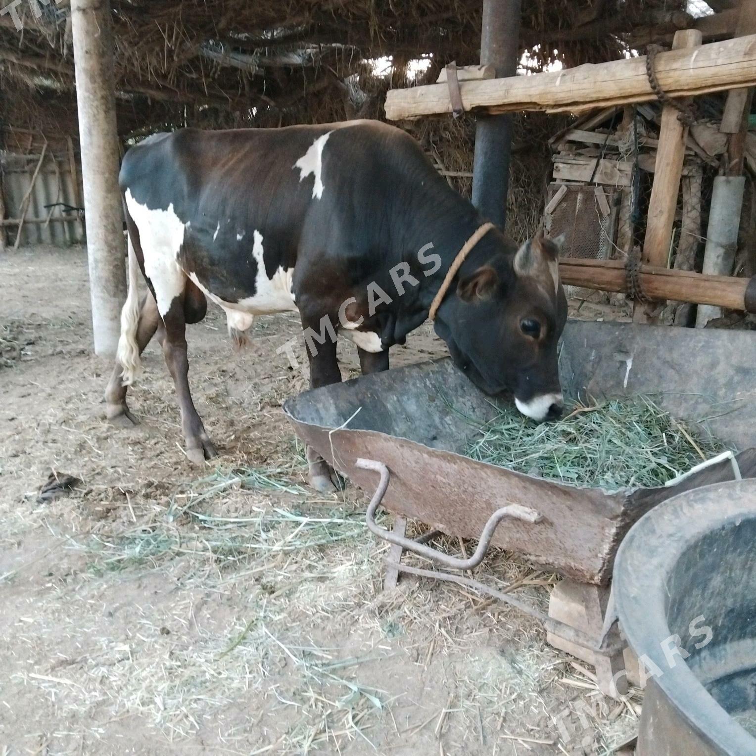 öküz - Babadaýhan - img 3
