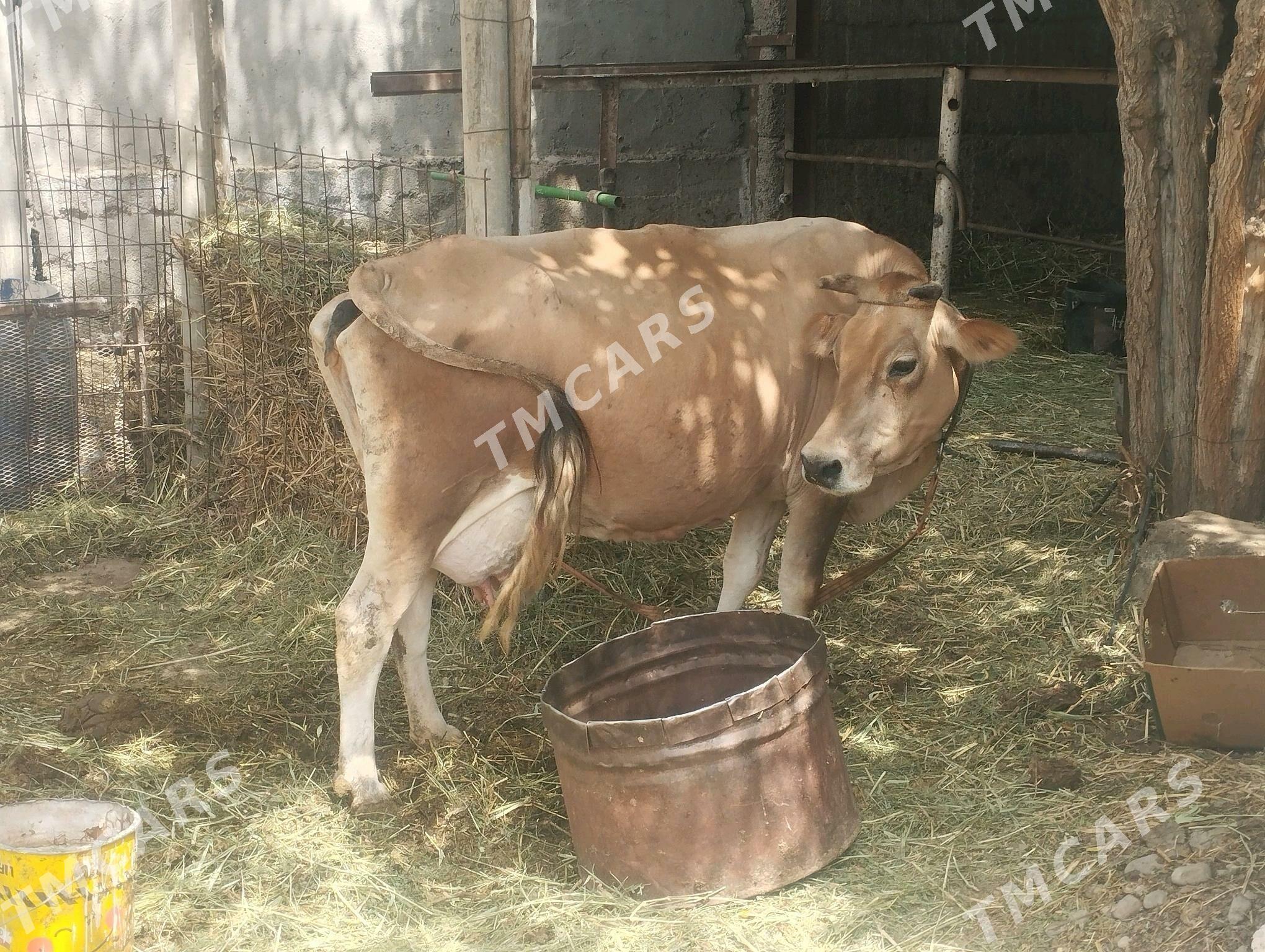 göleli sygyr sygyr - Büzmeýin - img 2