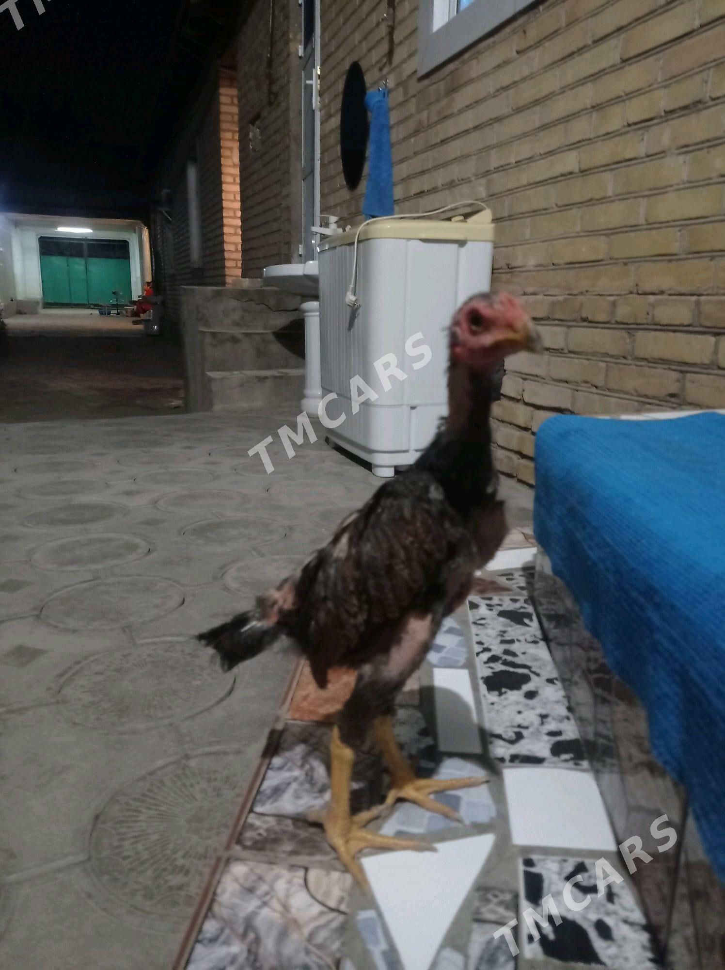 boýes 3- aýlyk jüýje soldat - Kerki - img 2