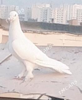 kepderi - Aşgabat - img 3