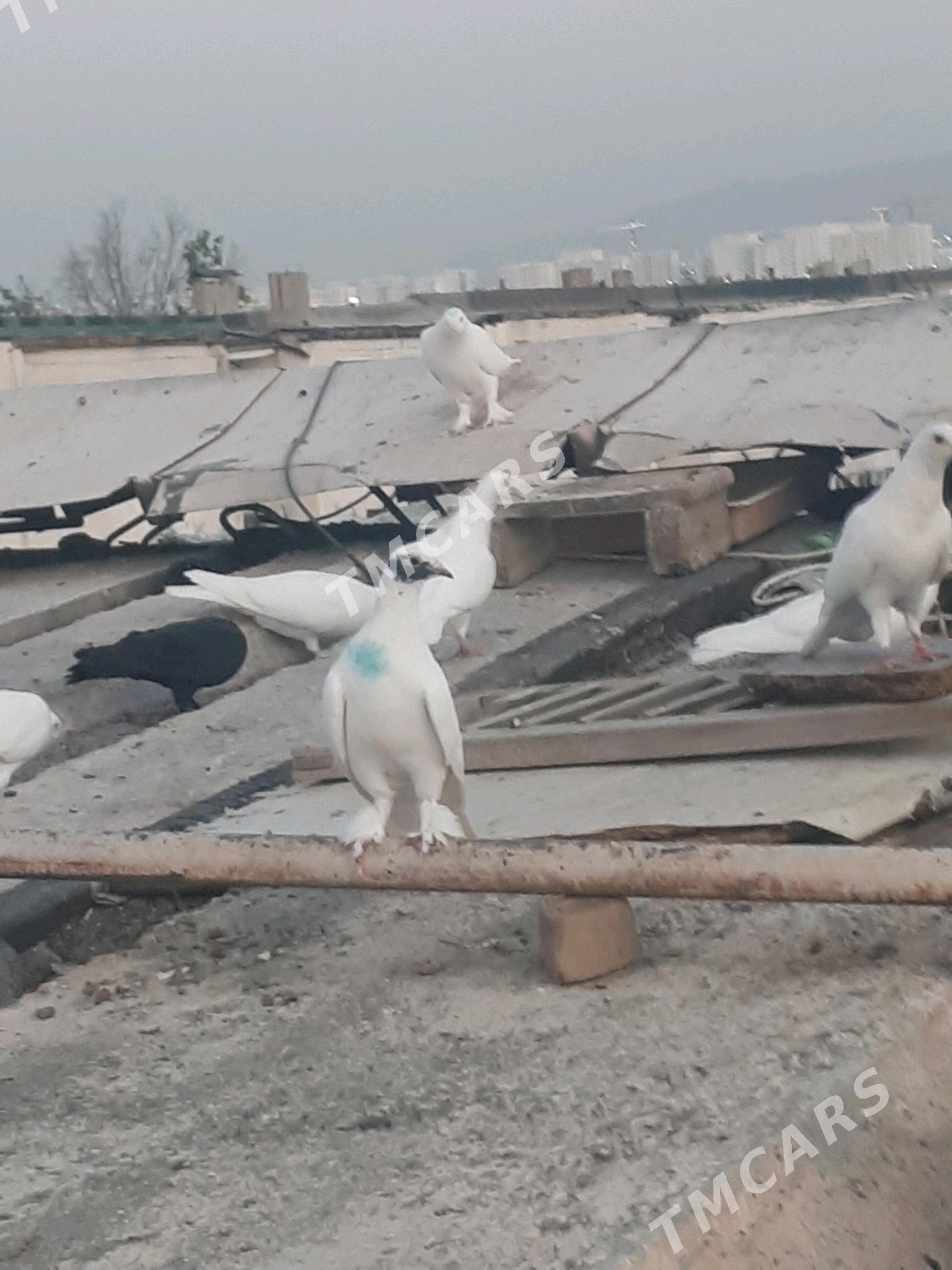 kepderi - Aşgabat - img 6