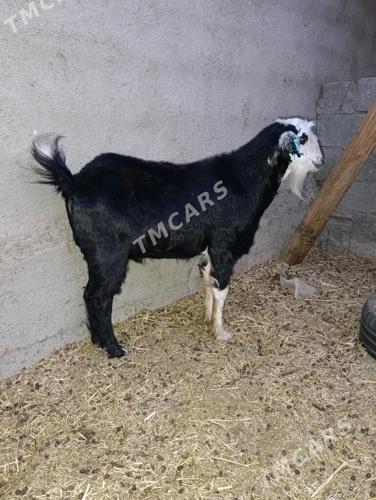 TEKELER MITIS - Bagyr - img 3