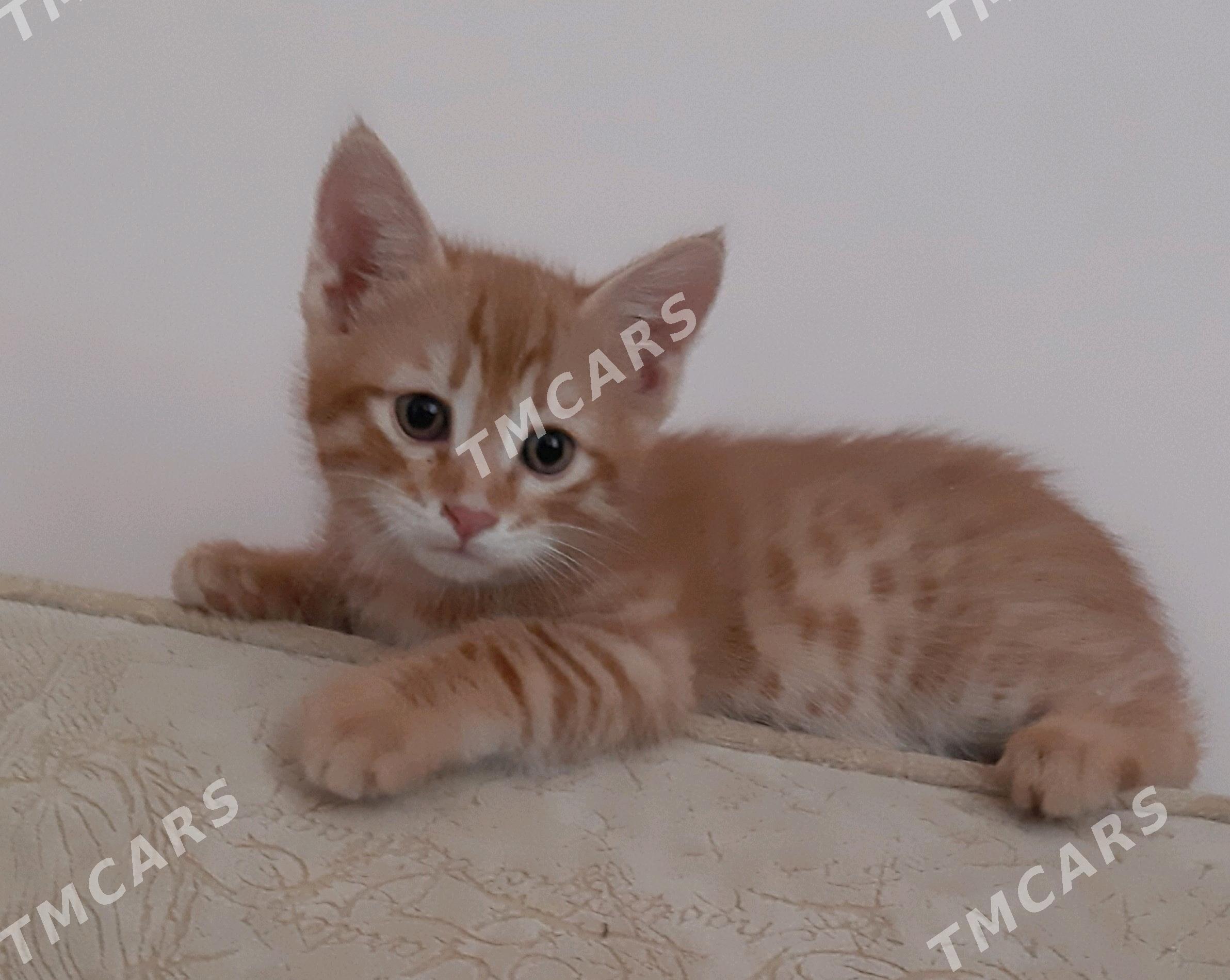 отдам котят - Aşgabat - img 2