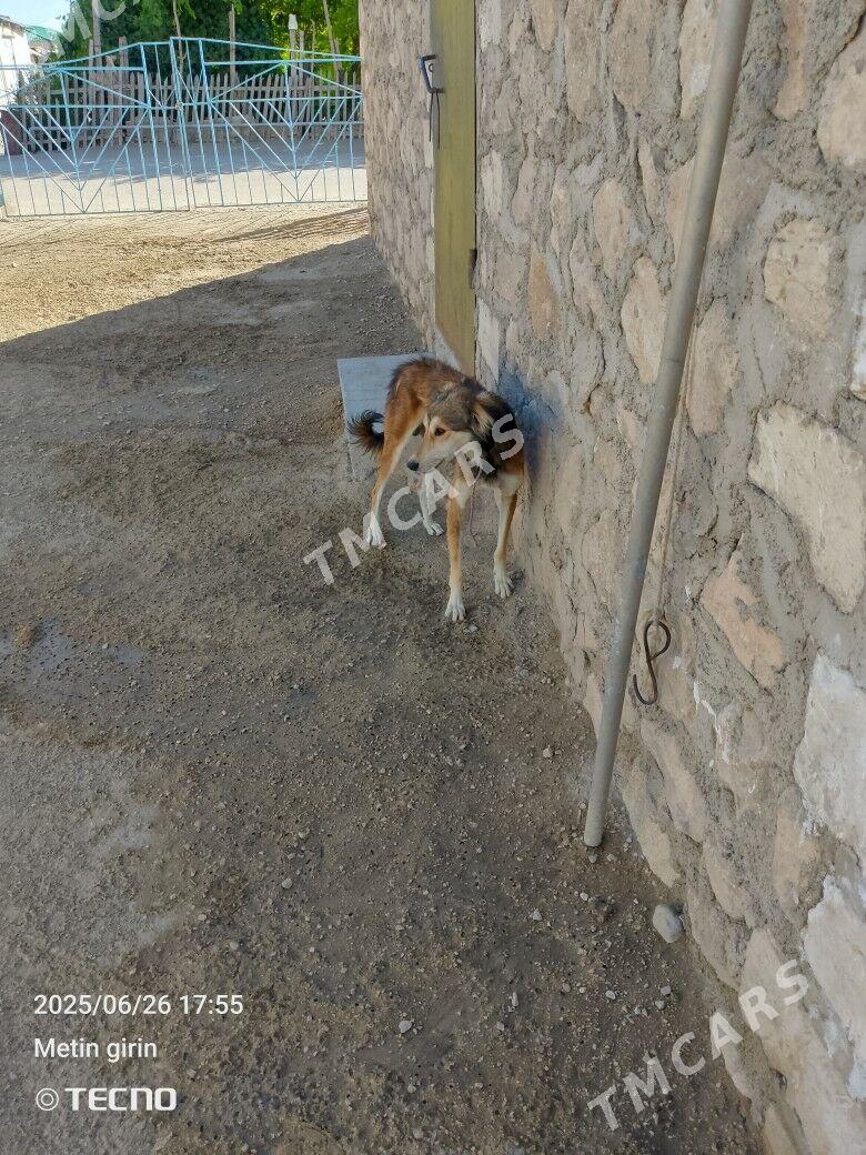 Tazy - Bereket - img 2