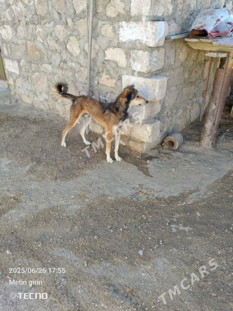 Tazy - Bereket - img 5